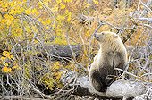 Grizzly sitting on a trunk - Chilcotin Mountains Canada  ; Age: 1.5 years 