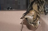 Tabby cat playing with the tap of a sink - France