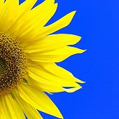 Sunflower flower on blue sky background - Aquitaine France