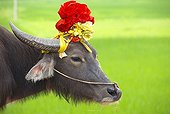 Domestic yak decorated - Region Ninh Binh Vietnam 