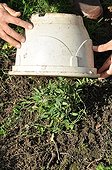 Weeding of field bindweed by confinement under bucket