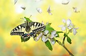 Swallowtail Butterfly on a branch Apple and petals - France 