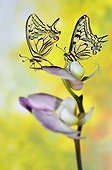 Swallowtail Butterfly on Orchid flowers - France 