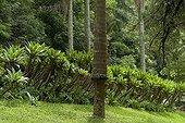 São Paulo City Green Belt Biosphere Reserve - Brazil