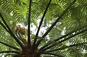 Tree Fern undergrowth - Mata Atlantica Brazil
