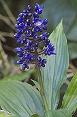 Dichorisandra flowers undergrowth - Mata Atlantica Brazil