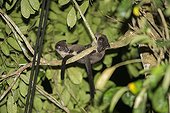 Asian Palm Civets on a branch - Sabah Borneo Malaysia