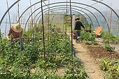 Watering and staking of vegetables under plastic tunnel