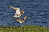Black-tailed Godwit mating on bank - Denmark