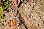 Sowing of beans 'Coco' in the kitchen garden