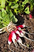 Harvest of radishes in the kitchen garden