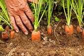 Harvest of carrots in the kitchen garden
