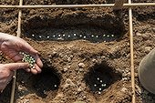 Sowing of garden peas in a kitchen garden