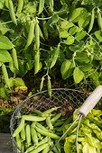 Harvest of garden peas in a kitchen garden