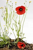 Living herbarium with wildflowers in studio