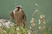 Peregrine Falcon juvenile on rock - Denmark 