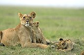 Lioness and Cubs in the savanna - Masai Mara Kenya