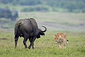 Lioness face a Buffalo in savanna - Masai Mara Kenya 