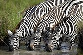 Plain zebras drinking at a waterhole - Masai Mara Kenya