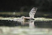 Northern Goshawk prey drowning - Offendorf France