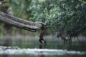 Pine marten crossing a river - Offendorf France 
