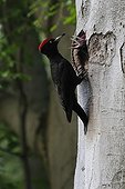 Black woodpecker feeding chicks - Offendorf Alsace France 