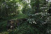 Trunk on ground in Rhine forest - Alsace France Offendorf