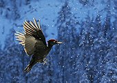 Black Woodpecker in flight in the snow - Posio Finland