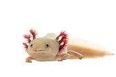 Leucistic Axolotl