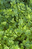 White mustard in a garden