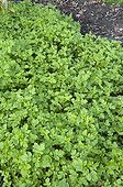 White mustard in a garden