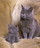 Chartreux