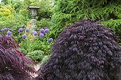 Japanese maple and garlics 'Globemaster' in a garden