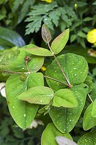 St. John's wort in a garden