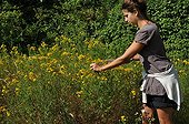 Harvest of common st. johnswort in a garden ; To keep the active ingredients, the plants should be harvested in the morning after the dew has evaporated and dried quickly.<br>The oily maceration of wort is healing.
