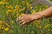 Harvest of common st. johnswort in a garden ; To keep the active ingredients, the plants should be harvested in the morning after the dew has evaporated and dried quickly.<br>The oily maceration of wort is healing.