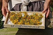 Harvest of common st. johnswort in a garden ; To keep the active ingredients, the plants should be harvested in the morning after the dew has evaporated and dried quickly.<br>The oily maceration of wort is healing.