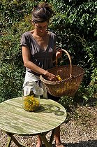 Making of common st. johnswort oil in a garden ; To keep the active ingredients, the plants should be harvested in the morning after the dew has evaporated and dried quickly.<br>The oily maceration of wort is healing.