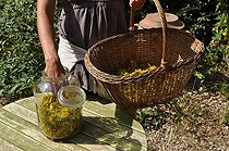 Making of common st. johnswort oil in a garden ; To keep the active ingredients, the plants should be harvested in the morning after the dew has evaporated and dried quickly.<br>The oily maceration of wort is healing.
