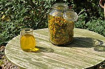 Making of common st. johnswort oil in a garden ; To keep the active ingredients, the plants should be harvested in the morning after the dew has evaporated and dried quickly.<br>The oily maceration of wort is healing.