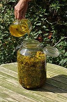 Making of common st. johnswort oil in a garden ; To keep the active ingredients, the plants should be harvested in the morning after the dew has evaporated and dried quickly.<br>The oily maceration of wort is healing.