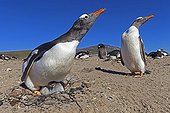 Gentoo penguins and chick nesting -  Falkland Islands