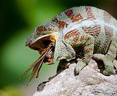 Chameleon eating a grig (insect), Madagascar