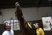 Woman and horse hénissant in a horse therapy center ; Daniela 24 years reaching problem of muscle development comes to the center for 10 years. She is passionate about the jump. <br>Equitherapy in partnership with the AAAEPAD Association and Ariel Pagani équitherapist<br>Asociacion Argentina de Actividades para Ecuestre Discapacitados 