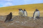 Striated caracara watching a gentoo penguin chick ; Striated caracara watching gentoo penguins with chicks on their nest, waiting to attack them to catch a chick.