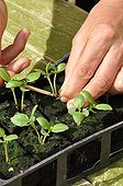 Thinning of basil in a kitchen garden