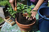Plantation of basil in a kitchen garden