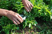 Harvest of basil in a kitchen garden