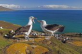 Black-browded albatros mating game - Falklands Islands