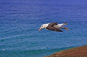 Black-browded albatros flying - Falkland Islands